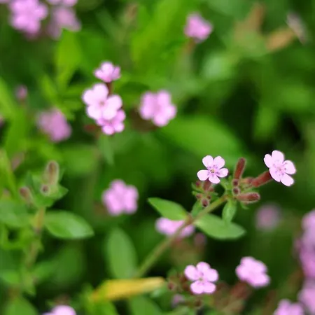 Levana فيلة *